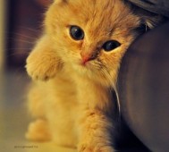 /album/cuki-kepek/tumblr-lxg0pwtvp31r84etlo1-400-large-jpg/